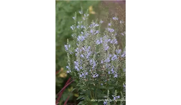 Gartenbaumschule Becker
