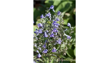 Gartenbaumschule Becker