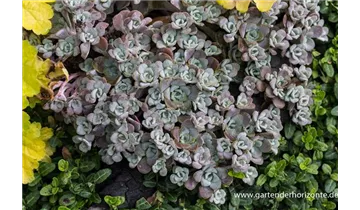 Gartenbaumschule Becker