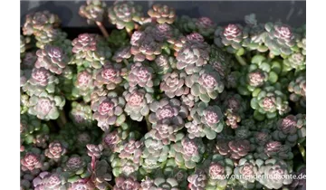 Gartenbaumschule Becker