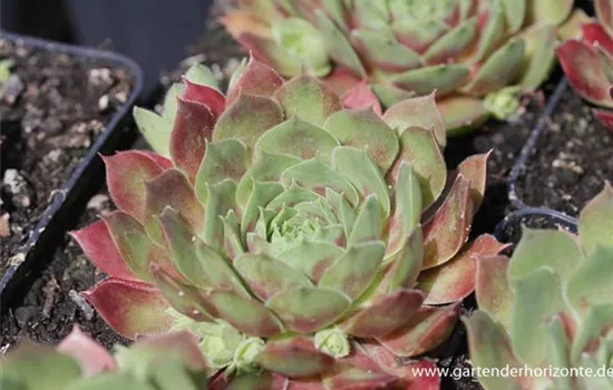 Garten-Steinrose 'Ornatum'