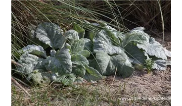 Gartenbaumschule Becker