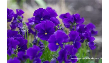 Gartenbaumschule Becker