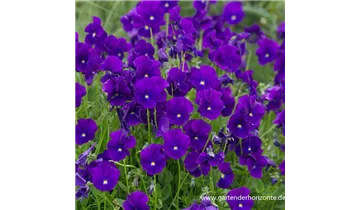 Gartenbaumschule Becker