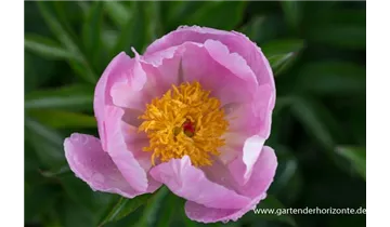 Gartenbaumschule Becker