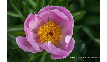 Gartenbaumschule Becker