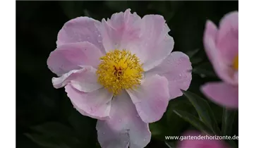 Gartenbaumschule Becker