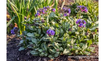 Gartenbaumschule Becker