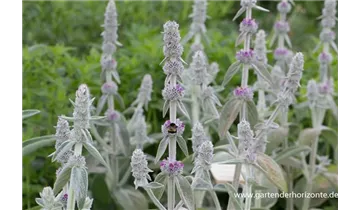 Gartenbaumschule Becker