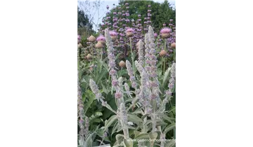 Gartenbaumschule Becker