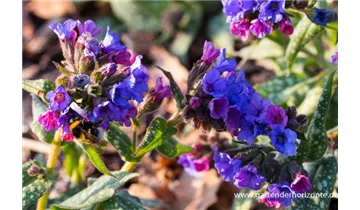 Gartenbaumschule Becker