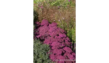 Gartenbaumschule Becker