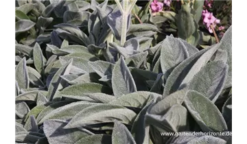 Gartenbaumschule Becker