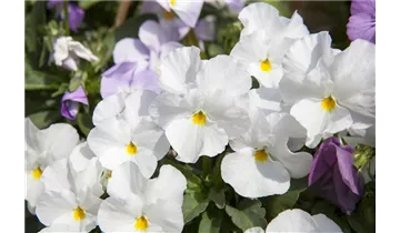 Gartenbaumschule Becker