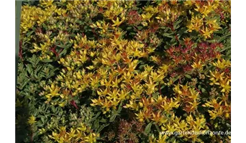 Gartenbaumschule Becker