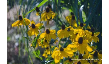 Gartenbaumschule Becker