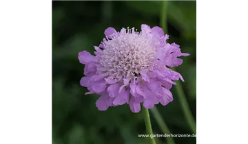 Gartenbaumschule Becker