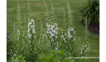 Gartenbaumschule Becker