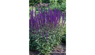 Gartenbaumschule Becker