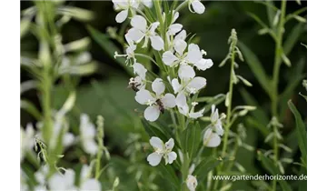 Gartenbaumschule Becker