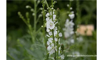 Gartenbaumschule Becker