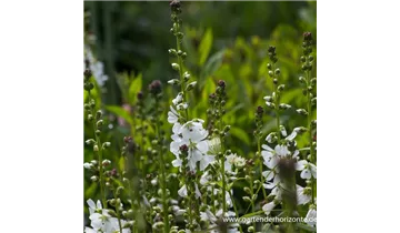 Gartenbaumschule Becker