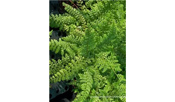 Gartenbaumschule Becker