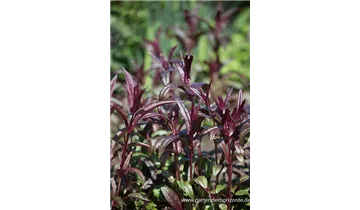 Gartenbaumschule Becker