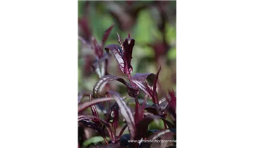 Gartenbaumschule Becker