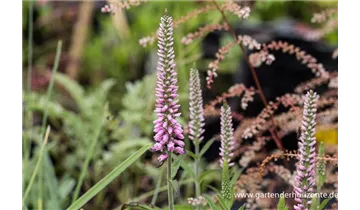 Gartenbaumschule Becker