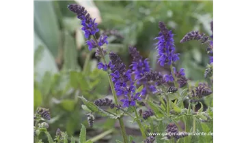 Gartenbaumschule Becker