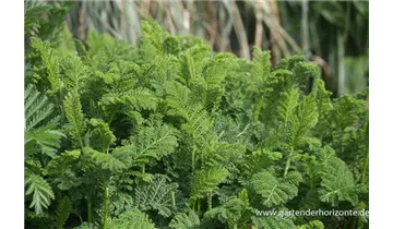 Gartenbaumschule Becker