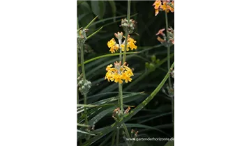 Gartenbaumschule Becker