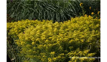 Gartenbaumschule Becker
