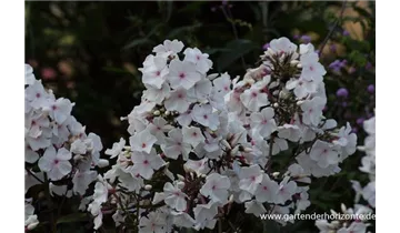 Gartenbaumschule Becker