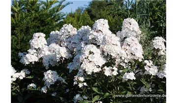 Gartenbaumschule Becker