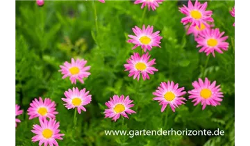 Gartenbaumschule Becker