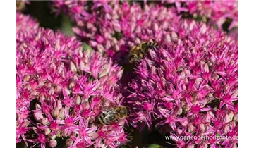 Gartenbaumschule Becker