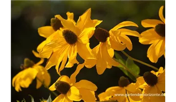 Gartenbaumschule Becker