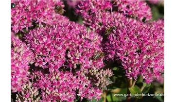 Gartenbaumschule Becker