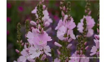 Gartenbaumschule Becker