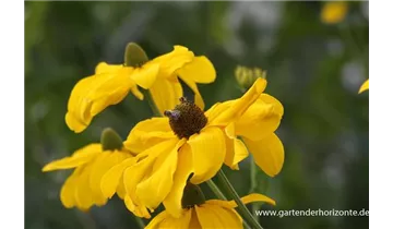 Gartenbaumschule Becker