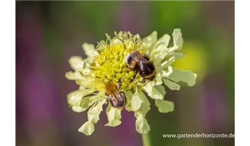 Gartenbaumschule Becker