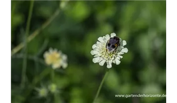 Gartenbaumschule Becker