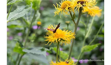 Gartenbaumschule Becker