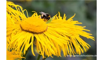 Gartenbaumschule Becker