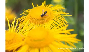 Gartenbaumschule Becker