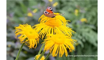 Gartenbaumschule Becker