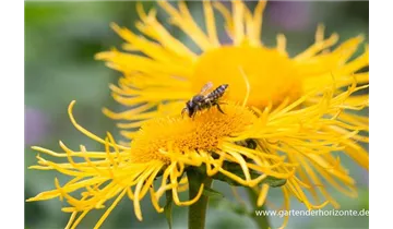 Gartenbaumschule Becker