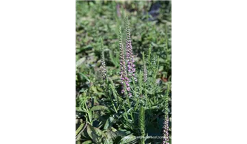 Gartenbaumschule Becker